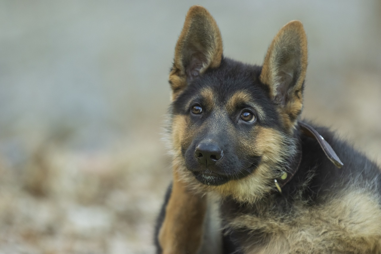 Exploring the Characteristics of the Shiloh Shepherd